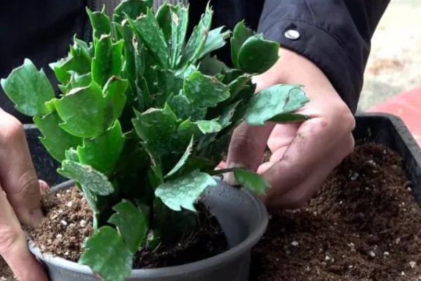 蟹爪兰烂根怎么办,剪除烂根经过消毒后换土重栽