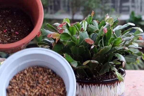 蟹爪兰烂根怎么办,剪除烂根经过消毒后换土重栽