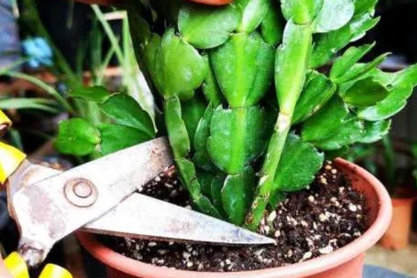 蟹爪兰烂根怎么办,剪除烂根经过消毒后换土重栽