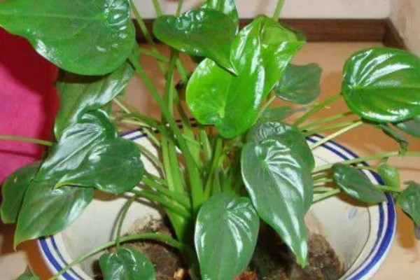 千手观音会不会开花，只开花不结实