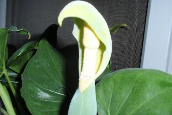 千手观音会不会开花，只开花不结实