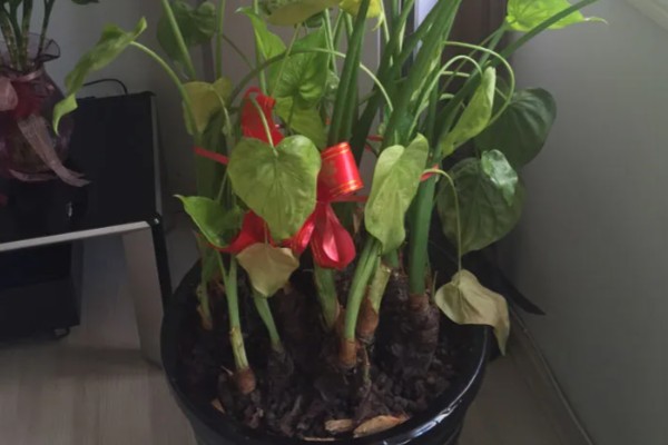 千手观音会不会开花，只开花不结实