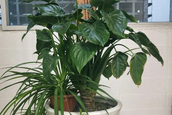 千手观音会不会开花，只开花不结实