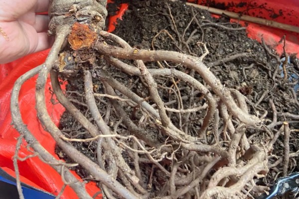 千手观音会不会开花，只开花不结实