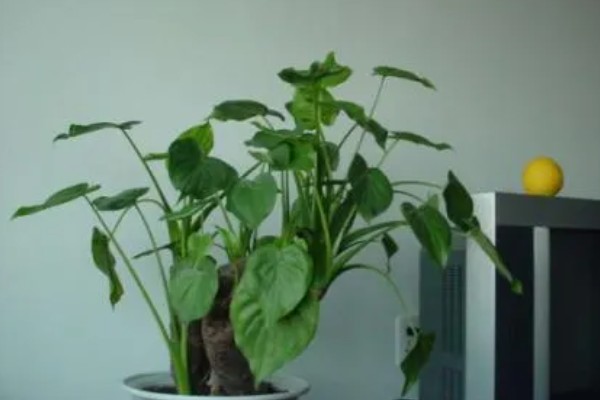 千手观音会不会开花，只开花不结实