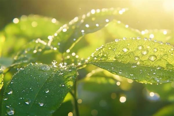 光合作用的意义，可以将太阳能转为化学能