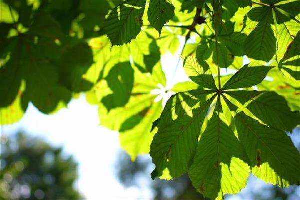 光合作用的意义，可以将太阳能转为化学能