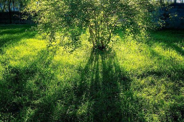 光合作用的意义，可以将太阳能转为化学能