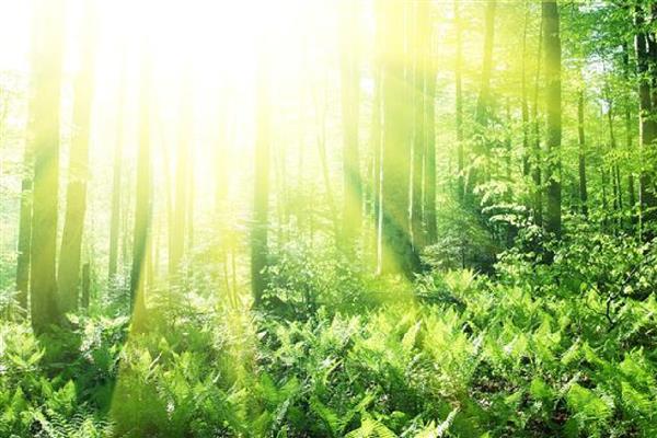 光合作用的意义，可以将太阳能转为化学能