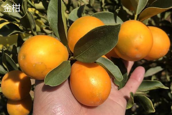 常见的柑橘品种,常见的有金柑、碰柑等