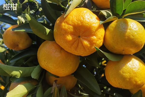 常见的柑橘品种,常见的有金柑、碰柑等