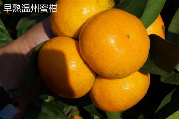 常见的柑橘品种,常见的有金柑、碰柑等