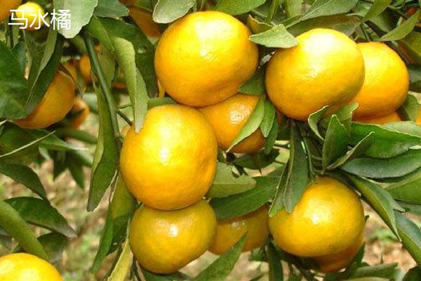 常见的柑橘品种,常见的有金柑、碰柑等