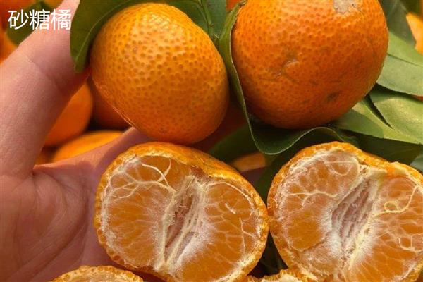 常见的柑橘品种,常见的有金柑、碰柑等