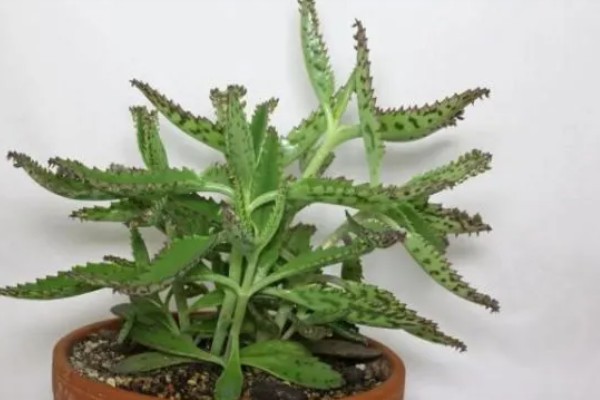 落地生根是茎还是叶繁殖,属于叶繁殖