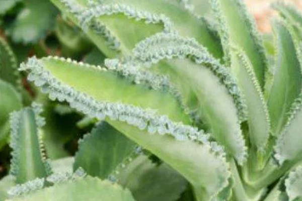 落地生根是茎还是叶繁殖,属于叶繁殖