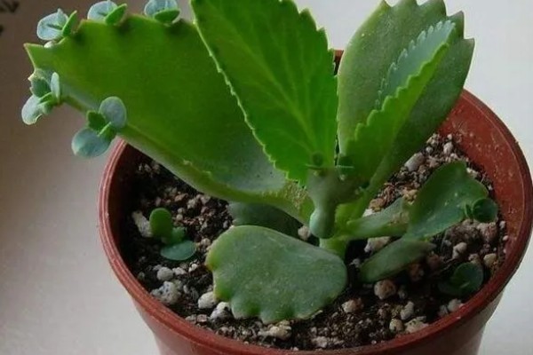 落地生根是茎还是叶繁殖,属于叶繁殖