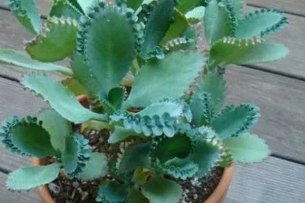 落地生根是茎还是叶繁殖,属于叶繁殖