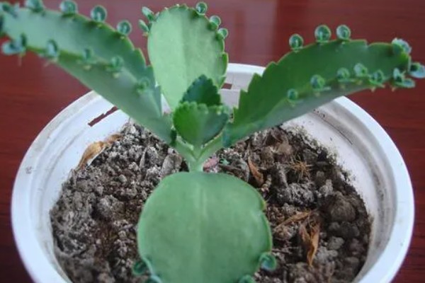 落地生根是茎还是叶繁殖,属于叶繁殖