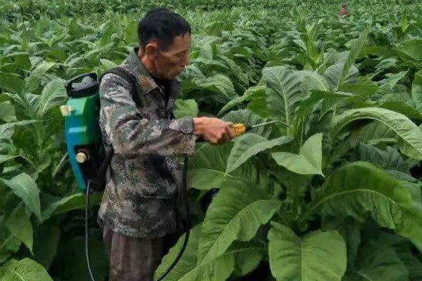 烟草抑芽剂有什么类型,主要分为内吸剂、触杀剂、局部内吸剂