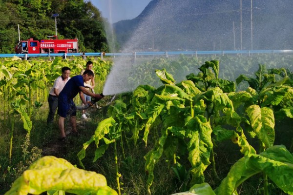 烟草抑芽剂有什么类型,主要分为内吸剂、触杀剂、局部内吸剂
