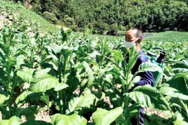 烟草抑芽剂有什么类型,主要分为内吸剂、触杀剂、局部内吸剂