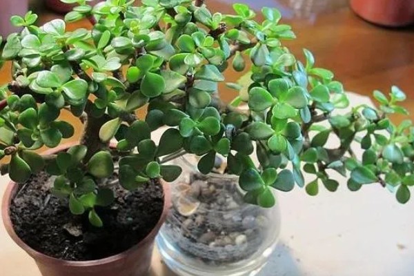 金枝玉叶不长叶子的原因,可能是缺乏光照所致