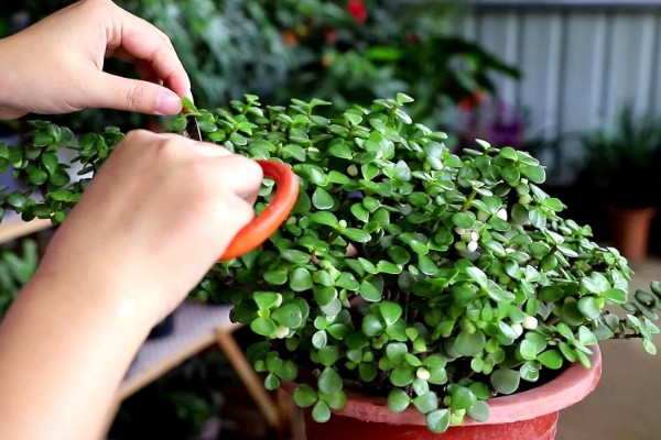 金枝玉叶不长叶子的原因,可能是缺乏光照所致