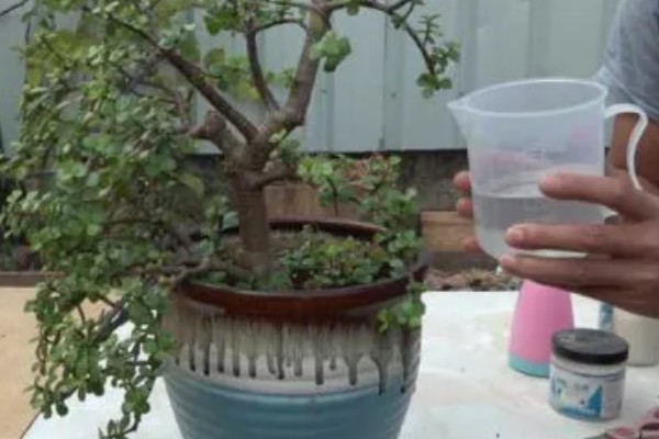 金枝玉叶不长叶子的原因,可能是缺乏光照所致