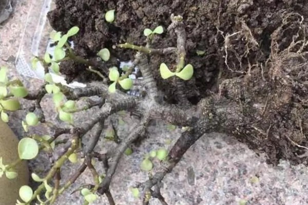 金枝玉叶不长叶子的原因,可能是缺乏光照所致