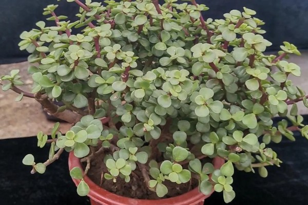 金枝玉叶不长叶子的原因,可能是缺乏光照所致