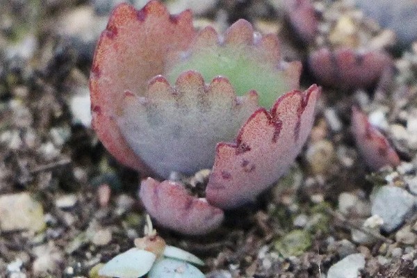 落地生根是茎还是叶繁殖,属于叶繁殖