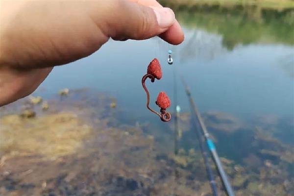 淡水石斑鱼用什么饵料钓，腥味饵料最好