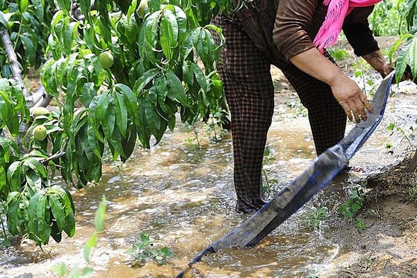 桃树如何养护，每年春天要换一次盆