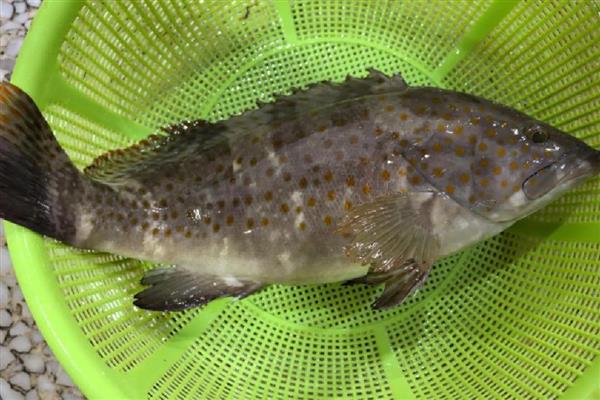 淡水石斑鱼用什么饵料钓，腥味饵料最好