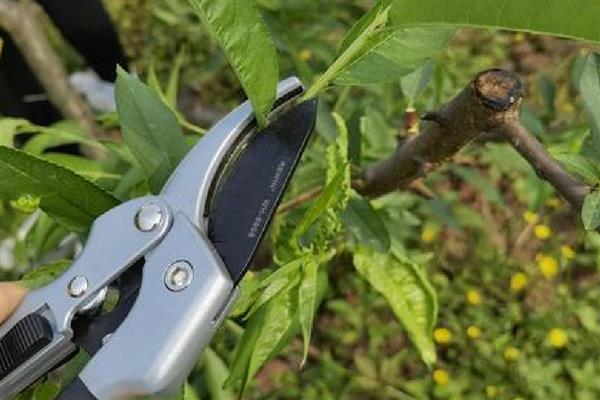 桃树如何养护，每年春天要换一次盆