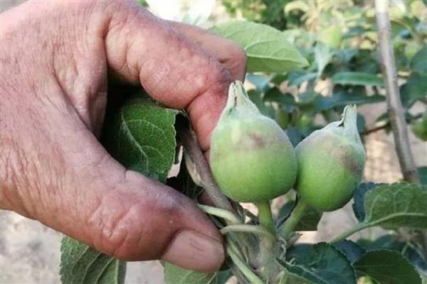 苹果树的病害防治方法,不同病害的防治方法不同