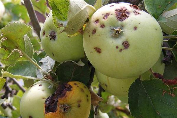 苹果树的病害防治方法,不同病害的防治方法不同