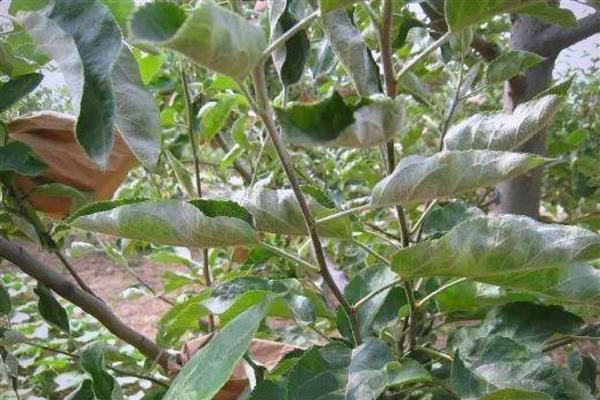 苹果树的病害防治方法,不同病害的防治方法不同