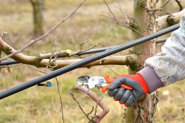 苹果树的病害防治方法,不同病害的防治方法不同