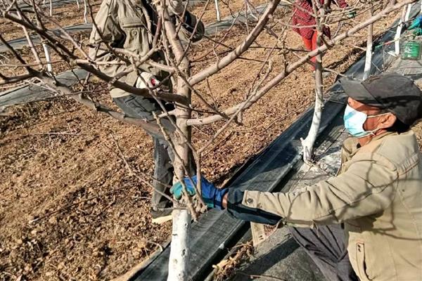 苹果树的病害防治方法,不同病害的防治方法不同