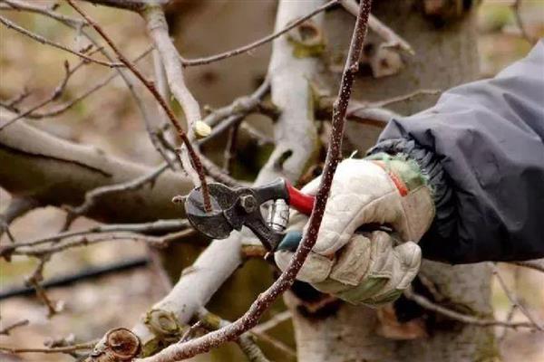 苹果树的病害防治方法,不同病害的防治方法不同