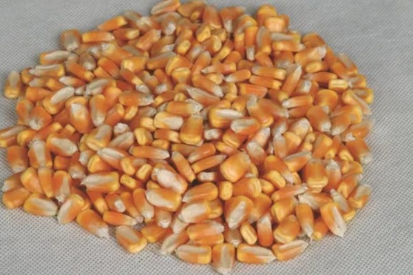 陈三年的玉米种可以种吗,主要取决于保存方式