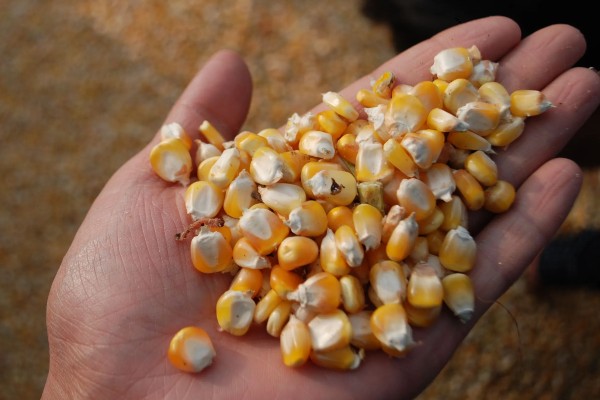 陈三年的玉米种可以种吗,主要取决于保存方式