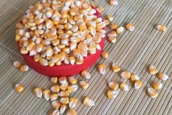 陈三年的玉米种可以种吗,主要取决于保存方式