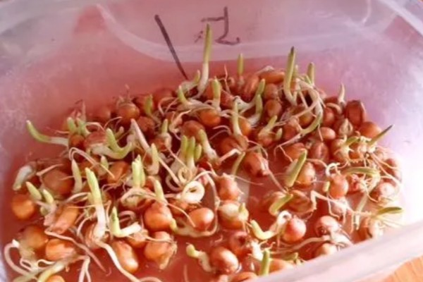 陈三年的玉米种可以种吗,主要取决于保存方式