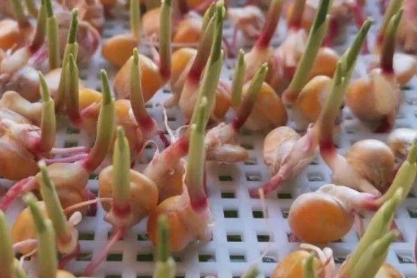 陈三年的玉米种可以种吗,主要取决于保存方式