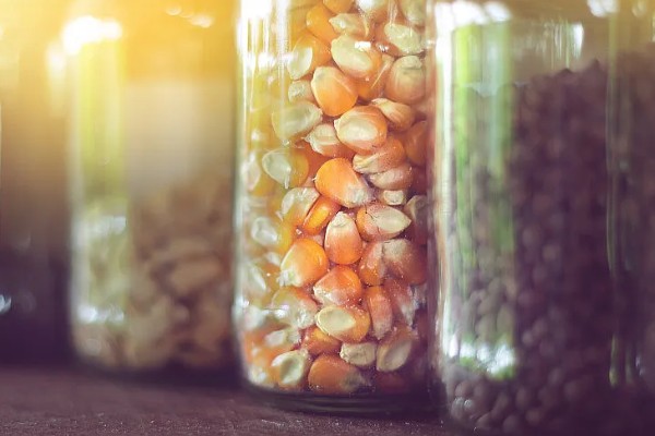 陈三年的玉米种可以种吗,主要取决于保存方式