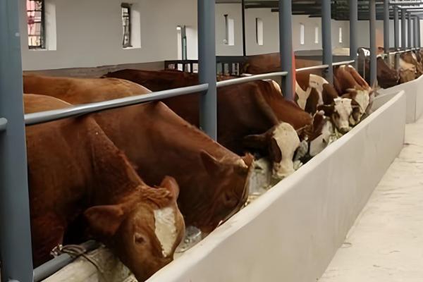 用酒糟养牛怎么配制饲料,根据牛的月龄调整酒糟的用量