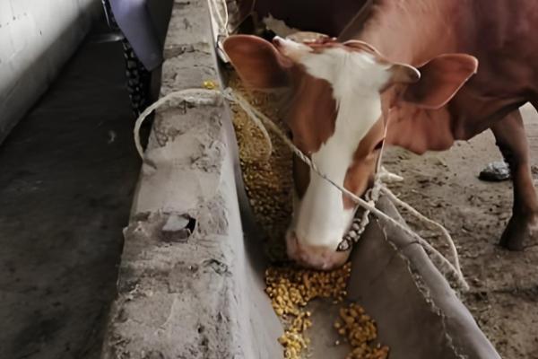 用酒糟养牛怎么配制饲料,根据牛的月龄调整酒糟的用量
